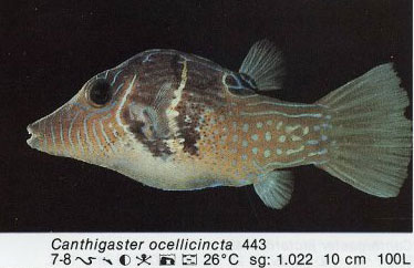 Canthigaster ocellicincta